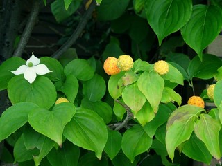 実と花が同時に付いているヤマボウシ／Benthamidia japonica
syn