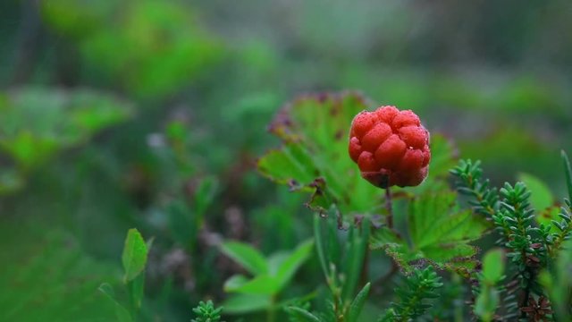 Ripe red cloudberry on a background of green leaves in the boreal forest under the rain
