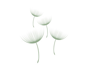 Flying dandelion flowers vector