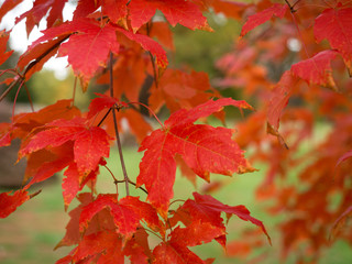 Autumn Red foliage leaves