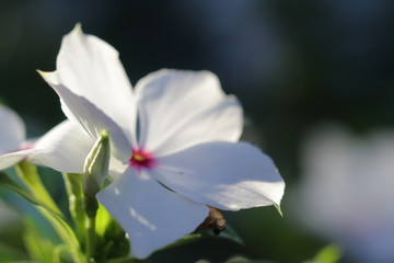 white flower with red middle
