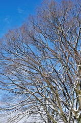 冬の大樹と青空と雲