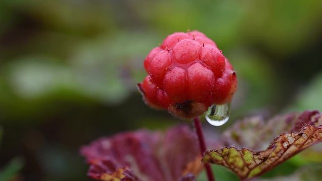 Ripe red cloudberry on a background of green leaves in the boreal forest with waterdrop