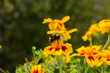 A bumblebee sits on a calendula flower and collects nectar in the early morning.