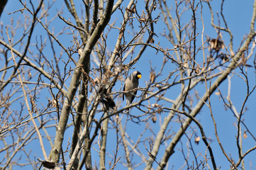 冬の枯れ木にとまるイカル