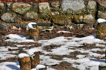 冬の水場に降りたキセキレイ