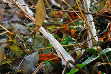 霜柱がつく枯草