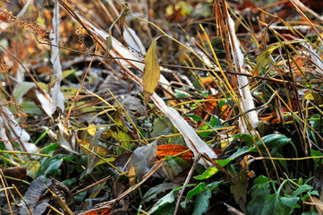 霜柱がつく枯草