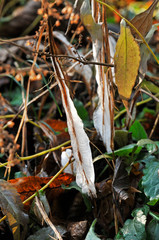 霜柱がつく枯草
