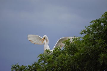 heron in flight