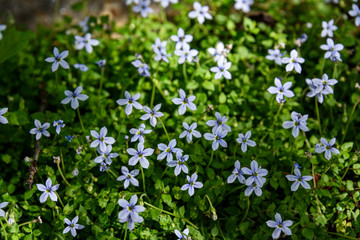 Obraz na płótnie Canvas Closeup of light blue flowers blooming on creeping blue star ground cover 