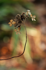 冬のノリウツギの花に雪が積もる