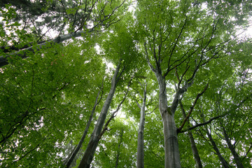 Baumkronen im Wald, Blick nach oben in den Himmel im Wald