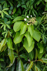 Fototapeta premium Nature background of assorted green vines, white hydrangea blooming 