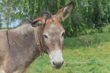 Naklejka na ściany i meble close-up portrait of a donkey tied to a tree