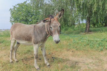 Obraz premium donkey close-up tied to a tree 