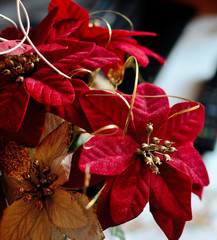 Kwiaty Gwiazdy Betlejemskiej, roślina na Boże Narodzenie © Radek