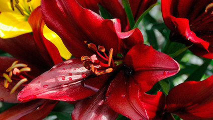 Kwiat lilji azjatyckiej czerwonej - lilium asiaticum © Radek