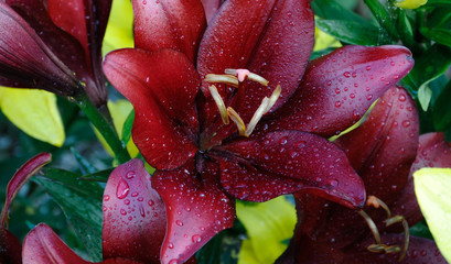 Kwiat lilji azjatyckiej czerwonej - lilium asiaticum  © Radek