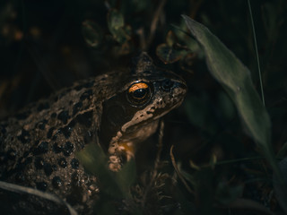 frog in the grass