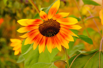 Słonecznik ozdobny, - Helianthus annus