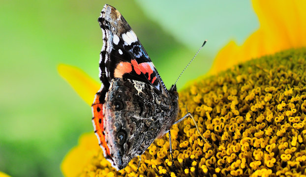 Motyl rusałka pawik na słoneczniku - aglais io
