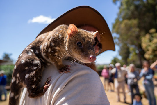 Eastern quoll (Dasyurus viverrinus) on the shoulder of its keeper