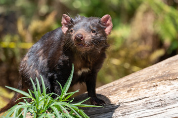 正面を向いたタスマニアデビル