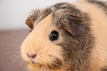 Portrait of a beige American breed of Guinea pig close up