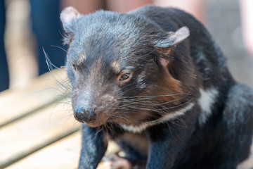 机の上に座るタスマニアデビル