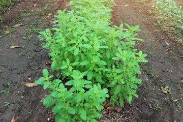 lettuce in the garden