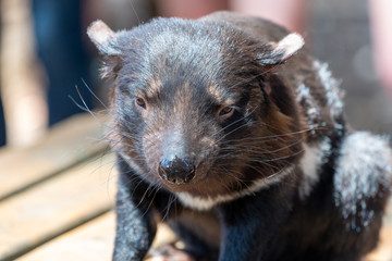 机の上に座るタスマニアデビル
