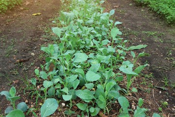 lettuce growing in the garden