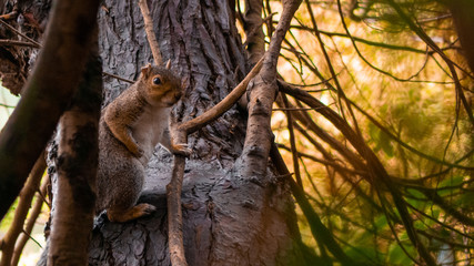 Squirrel In Tree Closeup