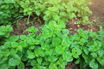 green plant in the garden