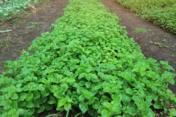 green grass in the garden