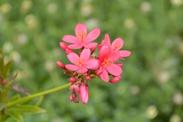 Jatropha integerrima flower in nature garden