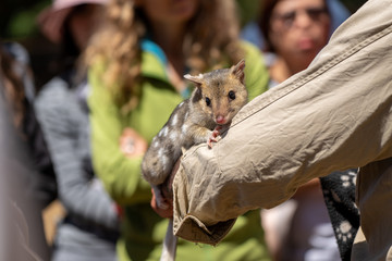 飼育員の腕にしがみつくフクロネコ (Eastern quoll) (Dasyurus viverrinus)