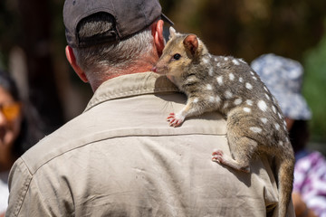 Eastern quoll (Dasyurus viverrinus) on the shoulder of its keeper