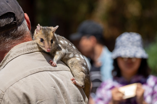Eastern quoll (Dasyurus viverrinus) on the shoulder of its keeper