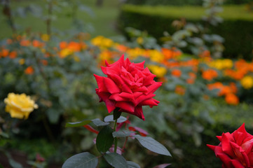 旧古河庭園、赤い薔薇