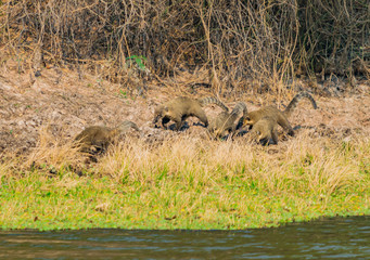 familia de coatís al costado de pequeño lago