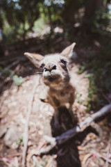 タスマニアのカンガルーの子ども