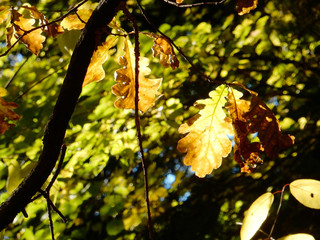 oak, autumn oak foliage against the sky, selective focus.