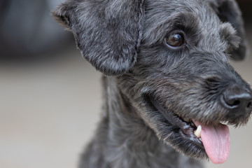 Portrait image of Cute puppy Toy Poodle sit at green garden