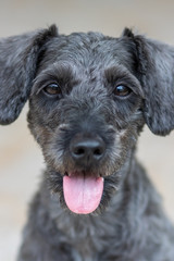 Portrait image of Cute puppy Toy Poodle sit at green garden