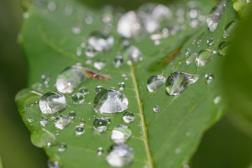 Water droplet on green leaf with nature background.
