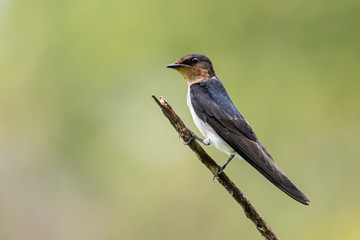 close-up of Pacific swallow bird standing on branch with nature green background