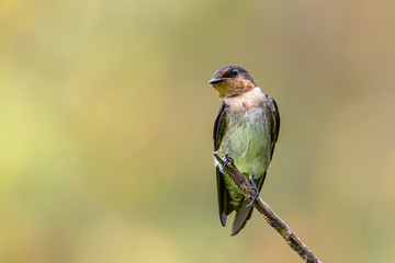 close-up of Pacific swallow bird standing on branch with nature green background