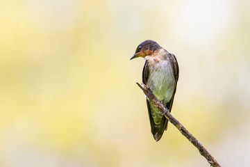 close-up of Pacific swallow bird standing on branch with nature green background